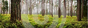 Lahemaa national park forest panorama