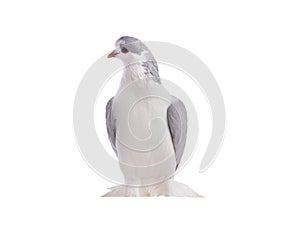 lahore pigeon isolated on white background