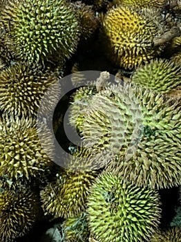 Lai fruit (Durio kutejensis) is also known as yellow durian. typical fruit from Kalimantan