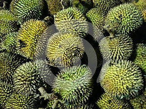 Lai fruit (Durio kutejensis) is also known as yellow durian. typical fruit from Kalimantan