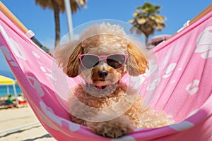 Laid-Back Poodle: Unwinding on Vacation on the beach. Generative AI