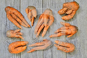 Laid out carrots of non-standard shape on a gray wooden rustic background. Concept ugly vegetables