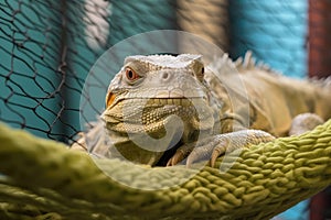 Laidback Iguana Enjoys Comfortable Reptile Hammock Bed. Generative AI photo