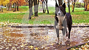 Laika dog in autumn