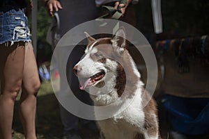 Laika dog brown-white color. Dog for a walk.