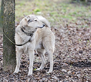 Laika on a leash . Rostov-on-Don . 2015