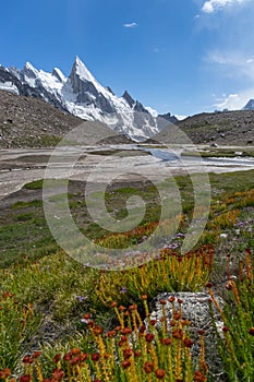 Laila peak and flower at Khuspang camp