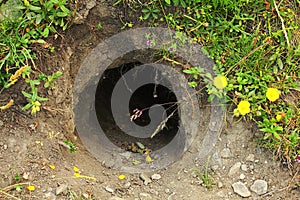 Lair of marmot in mountain photo