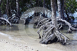 Forest of Mangrove tree roots grow on white sand beach photo