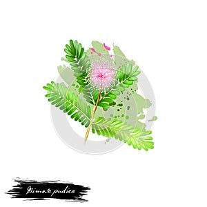 Lajalu - Mimosa pudica ayurvedic herb, blossom. digital art illustration with text isolated on white. Healthy organic spa plant