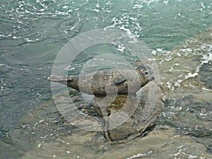 Lajolla rocks California wild seals