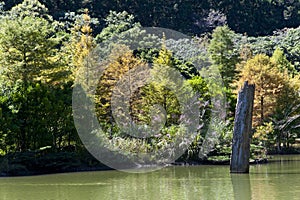 Lake against temperate forest and fallen tree