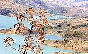 Lake and agave near Zahara de la Sierra, Andalusia photo