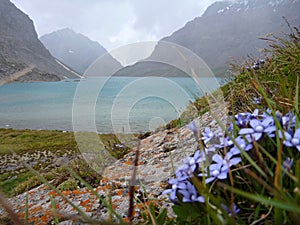 Lake Alla Kol in Kyrgyzstan with a bunch of small blue flowers in forefront