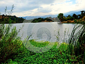 The Lake in Almaden Lake Park with blue water and aquatic plants