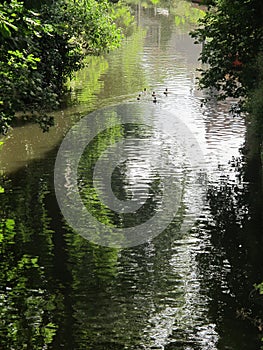 Lake with amazing reflection of trees, Brugge