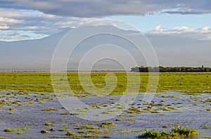 Lake Amboseli marshes, Kilimanjaro, Kenya, Africa