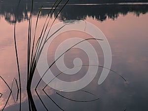 Lake with aquatic plants silhouette