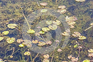 Jezero v Arboretu Tesarske Mlynany, Slovensko