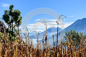 Lake Atitlan & 5 volcanoes looking from hilltop maize field, Guatemala