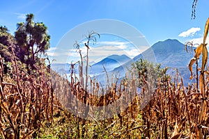 Lake Atitlan & 5 volcanoes looking from hilltop maize field, Guatemala