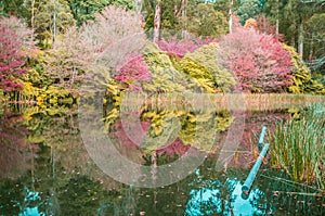The lake in autumn. National Rhododendron Gardens, Olinda, Australia