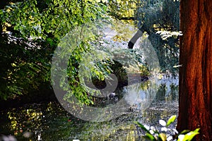 lake autumn reflection water tree