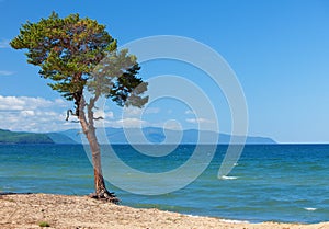 Lake Baikal. Lonely tree