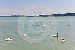 Lake Balaton at Balatonfured with white swans in the foreground photo