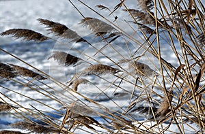 Lake Balaton in witer time