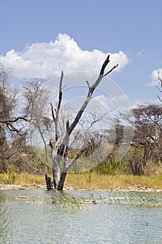 Lake Baringo, Kenya