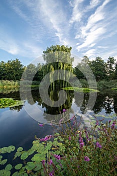 Lake with beautiful tree reflection and waterlilies