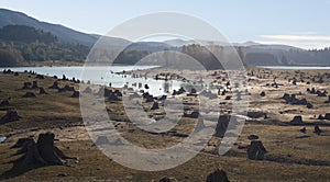 Lake Bed with Tree Stumps