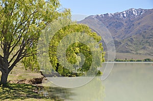 Lake Benmore shore