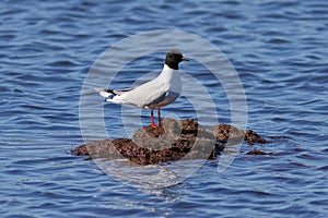 Lake bird against water