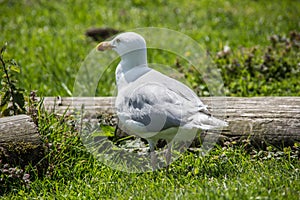 Lake bird sits photo