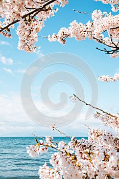 Lake Biwa with cherry blossoms in Shiga, Japan