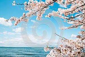 Lake Biwa with cherry blossoms in Shiga, Japan