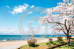 Lake Biwa with cherry blossoms in Shiga, Japan