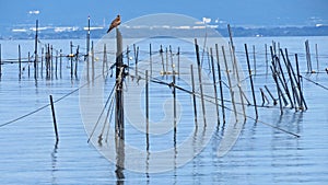 Lake Biwa in Japan