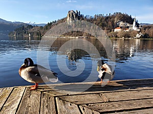 Lake Bled and Castle with ducks