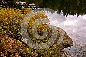 Lake and bog myrtle