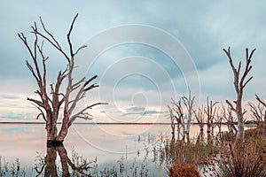 Lake Bonney dead trees at sunset