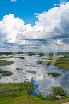 Lake, brooks, ponds, reeds, white water lilies with reflections