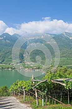 Lake Caldaro,south Tyrolean Wine Route,Italy photo