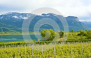 Lake Caldaro Vineyard, Kalterer see. Grape plantation near Caldaro Lake in Bolzano, South Tyrol, Italy photo
