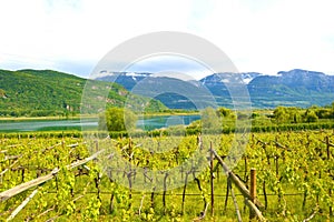 Lake Caldaro Vineyard, Kalterer see. Grape plantation near Caldaro Lake in Bolzano, South Tyrol, Italy photo