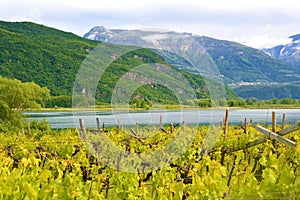 Lake Caldaro Vineyard, Kalterer see. Grape plantation near Caldaro Lake in Bolzano, South Tyrol, Italy