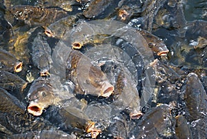 Lake carp