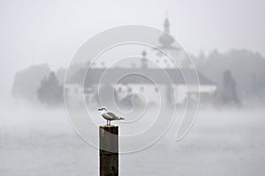 Lake castle Ort in Gmunden in the autumn fog with a seagull in the foreground, Austria, Europe